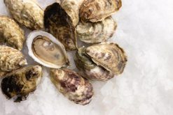 Salten Rock Live Oysters, 100 Count - Fresh East Coast Oysters with Sweet Seaweed Finish