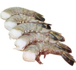 APAC Frozen Farm Raised Shrimp Black Tiger Raw Headless 16-20 size