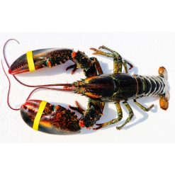 Live Wild Caught Maine Lobster Approx. (1.5 lb. ea., 6 lobsters about 10lb) Express Shipped Chilled
